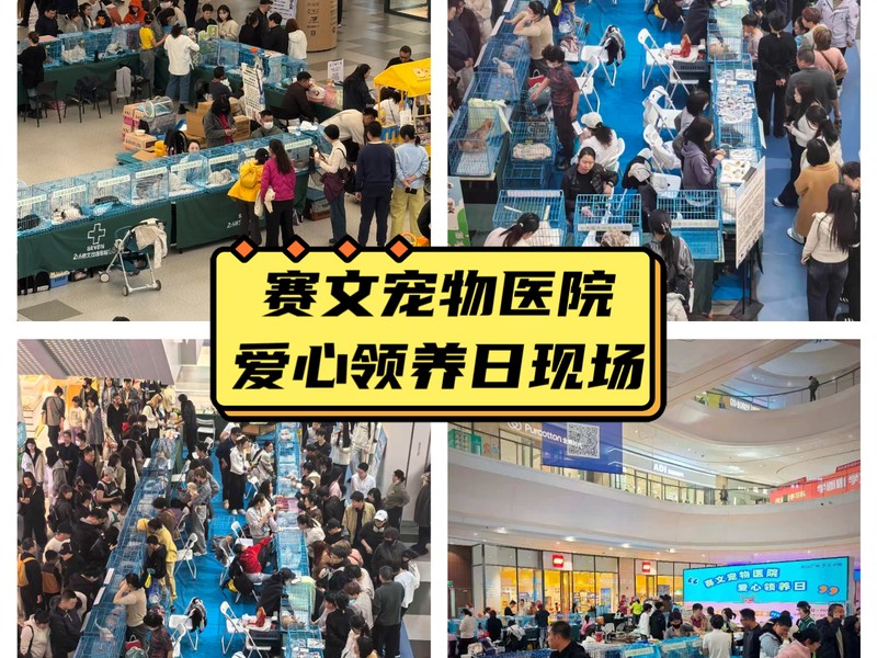 领养大会
