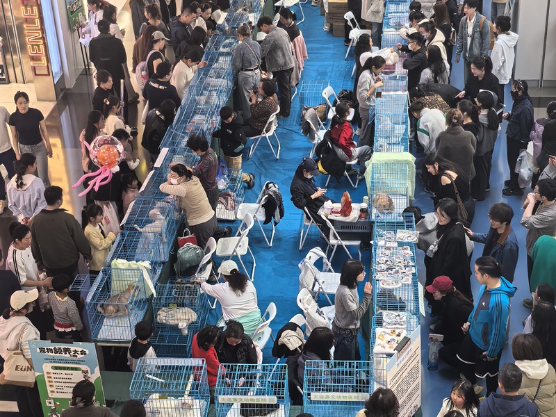 领养大会