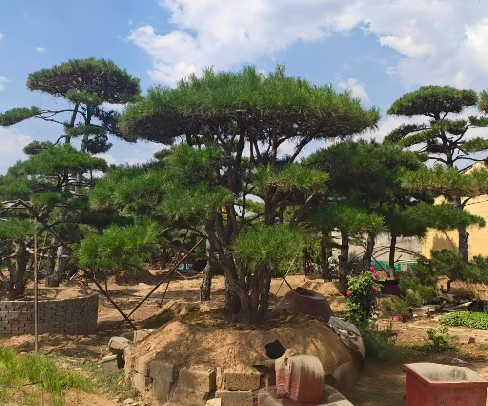 造型松