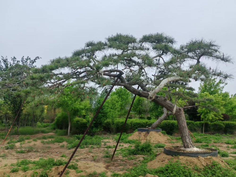 造型松