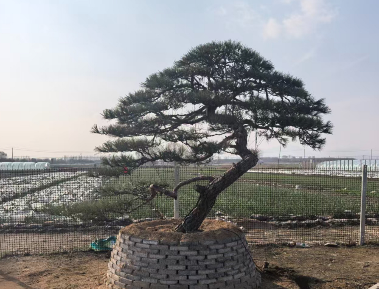 造型松
