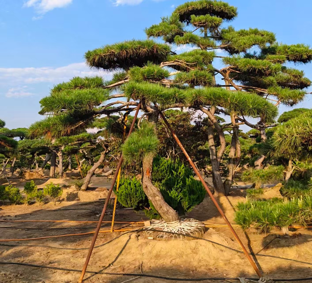 造型松