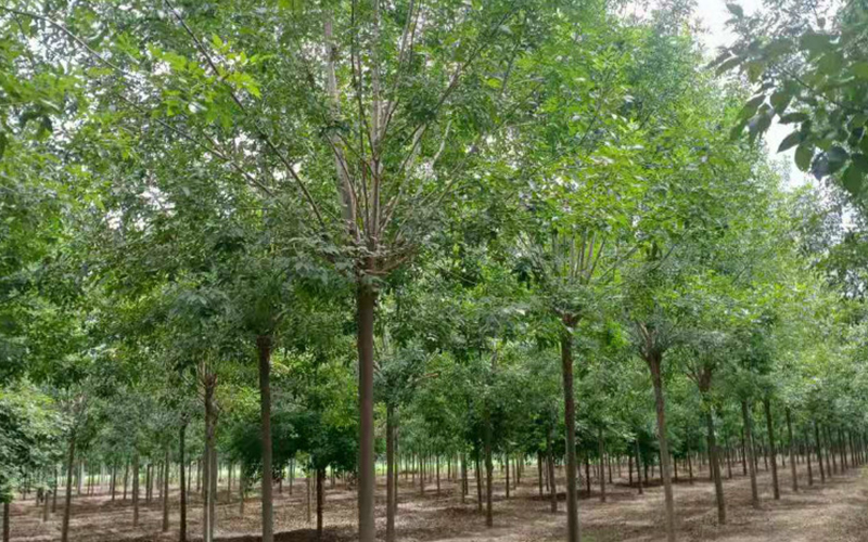 自有标准化苗木培育基地，苗木现挖现起带土球，成活率高；品种规格齐全，可按需配货，提供上门栽植、养护指导一站式服务，本地直发，性价比高