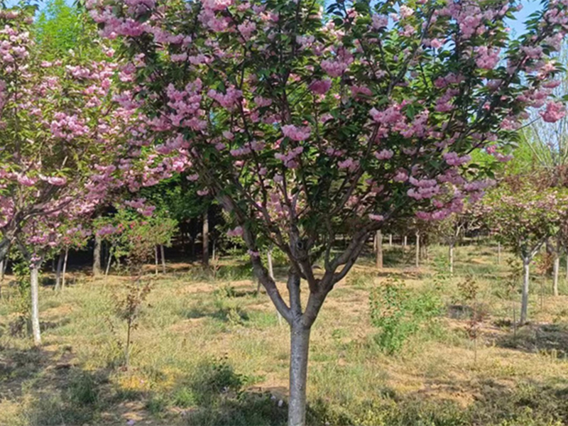 樱花