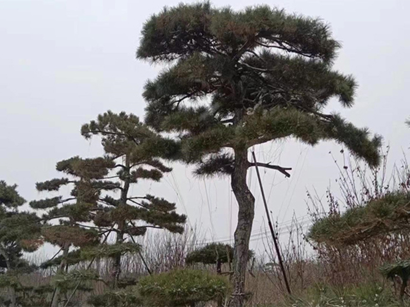 造型松