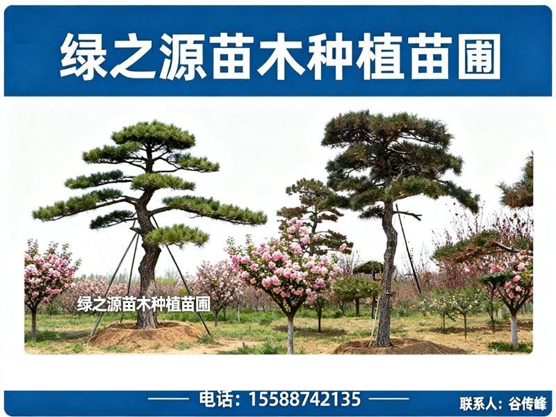 济宁市任城区绿之源苗木种植苗圃