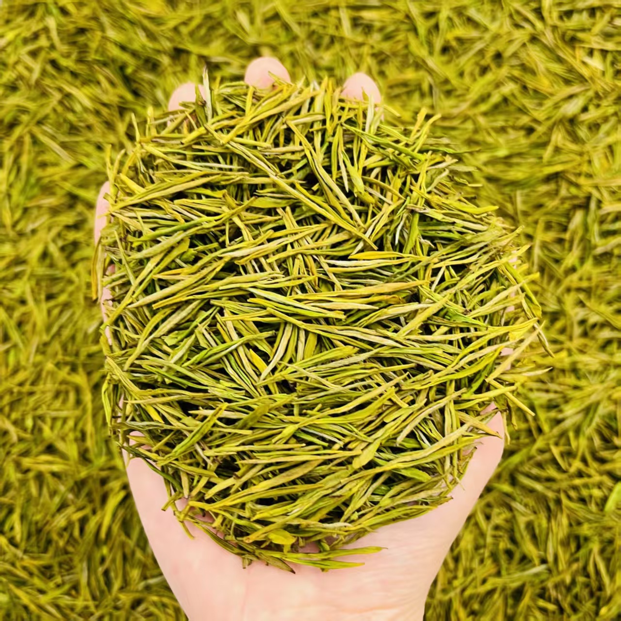 奶香黄金芽