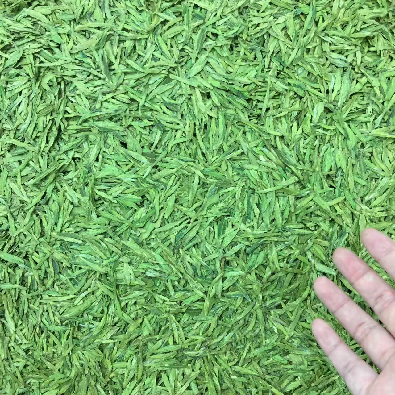 狮峰风格肥芽龙井