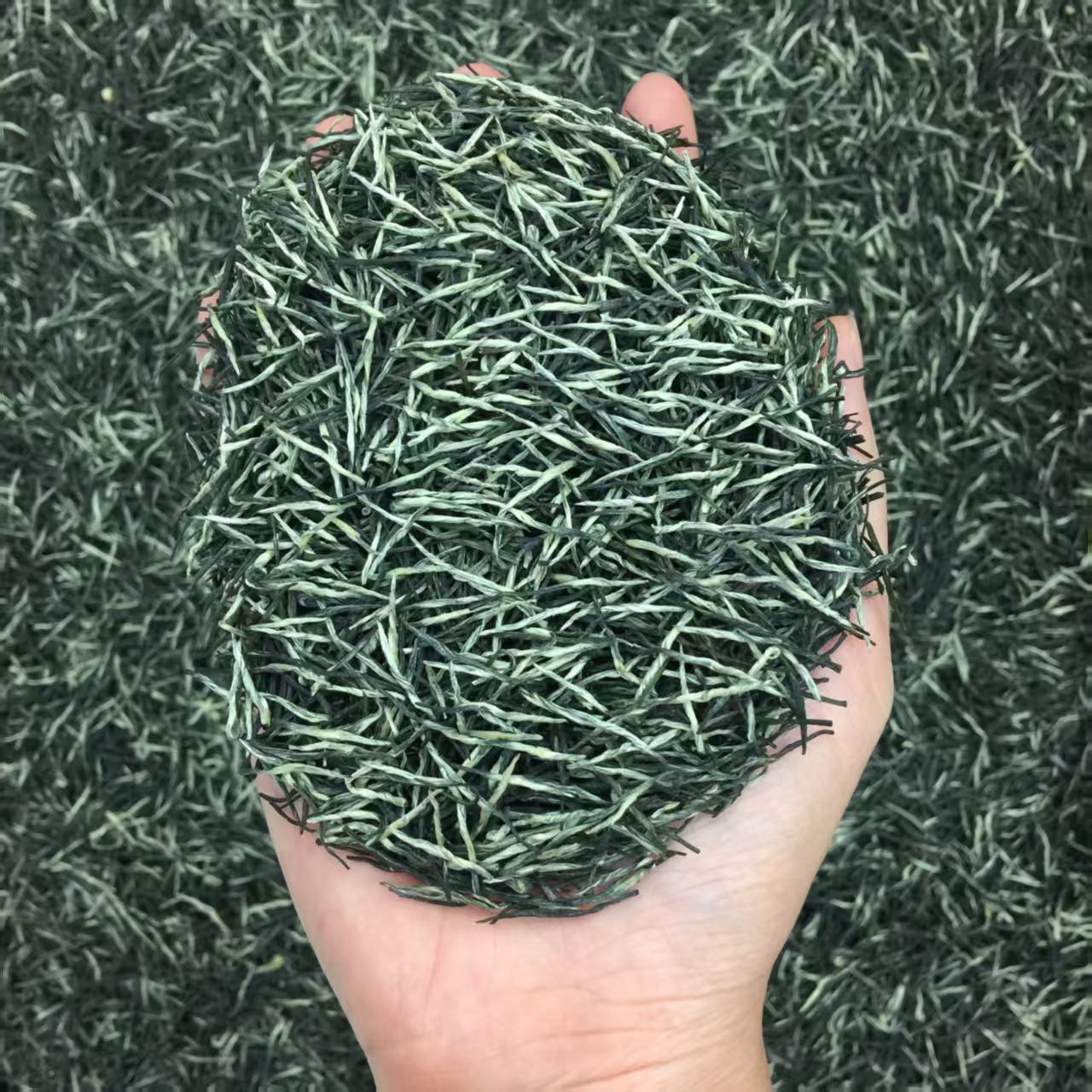 雪芽毛尖