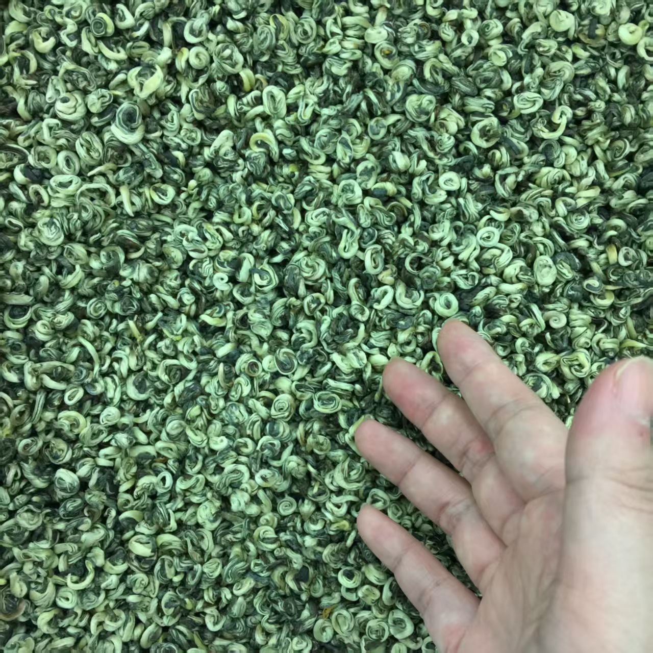 白玉螺茉莉花茶