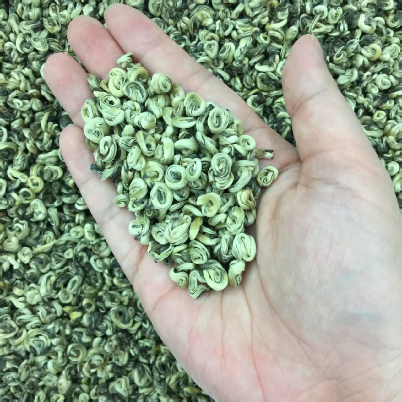 白玉螺茉莉花茶