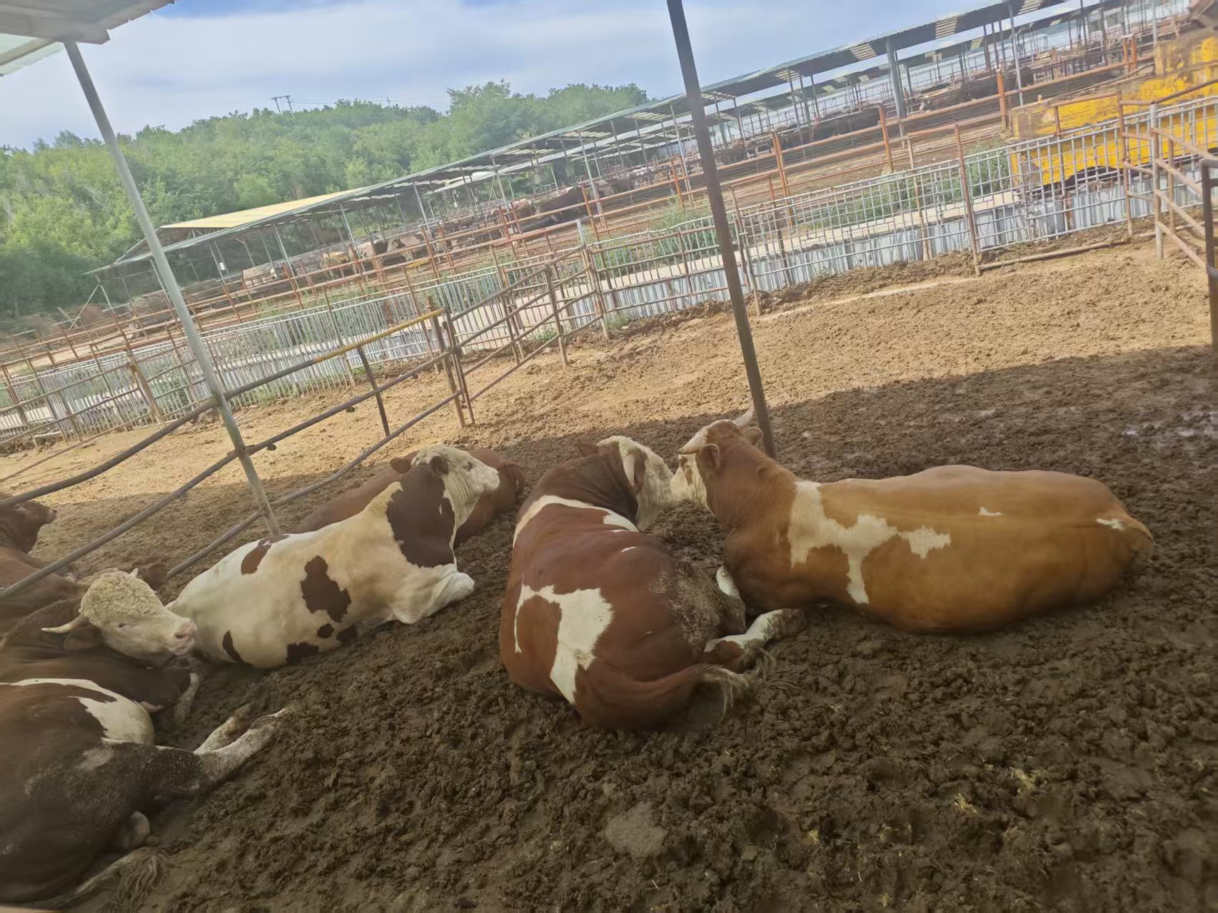 肉牛养殖场