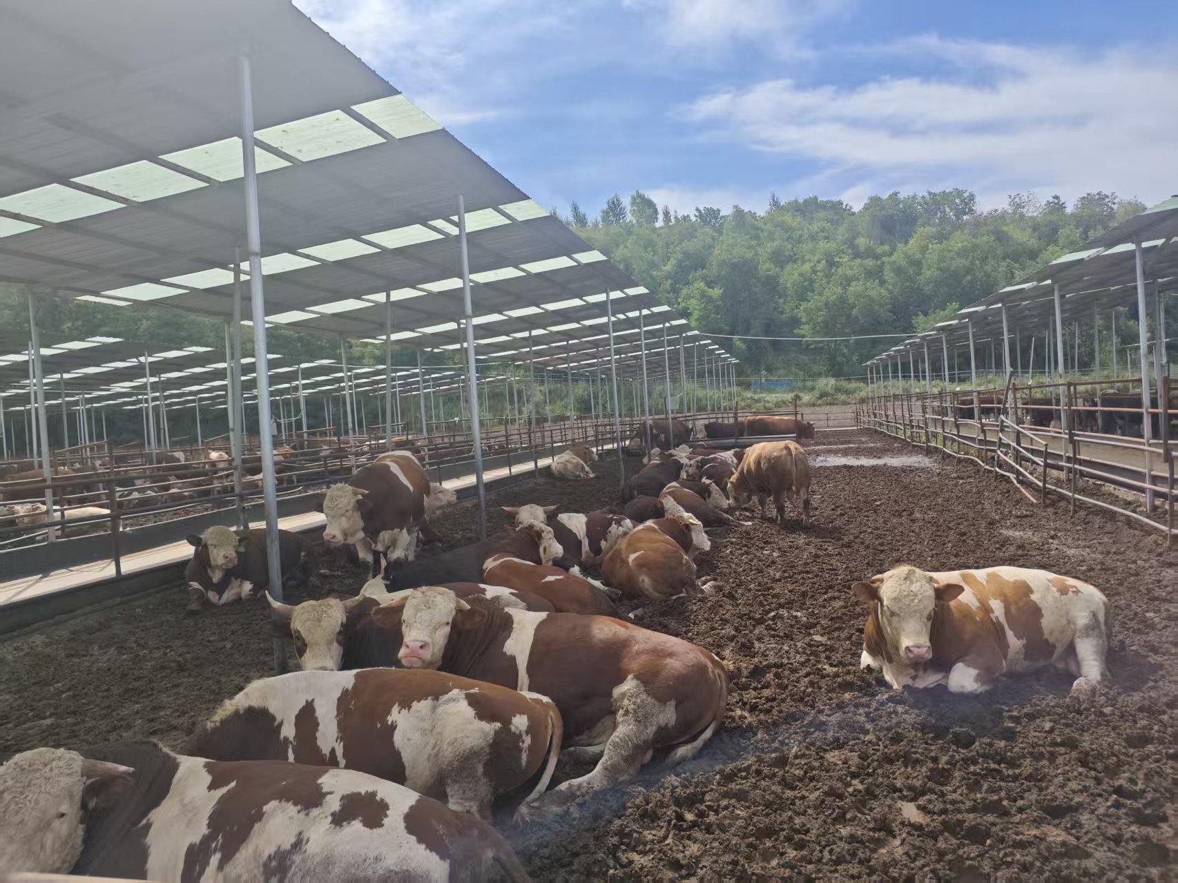 肉牛养殖场