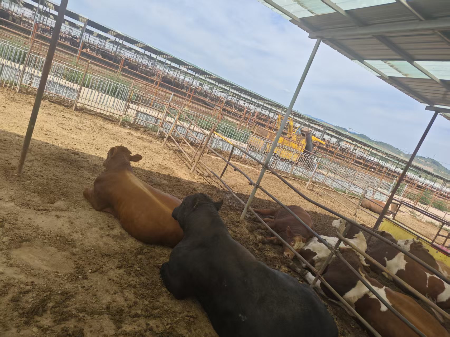 肉牛养殖场
