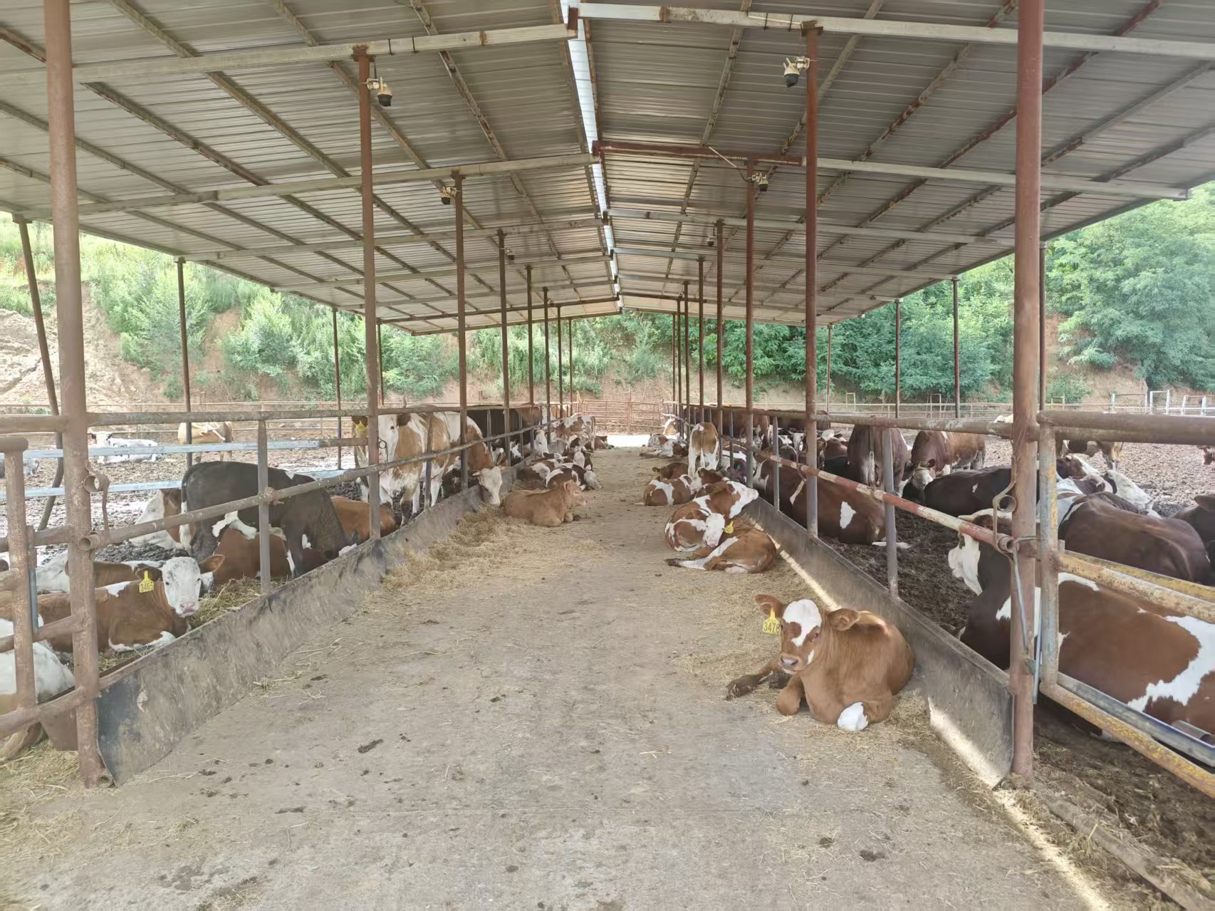 肉牛养殖场