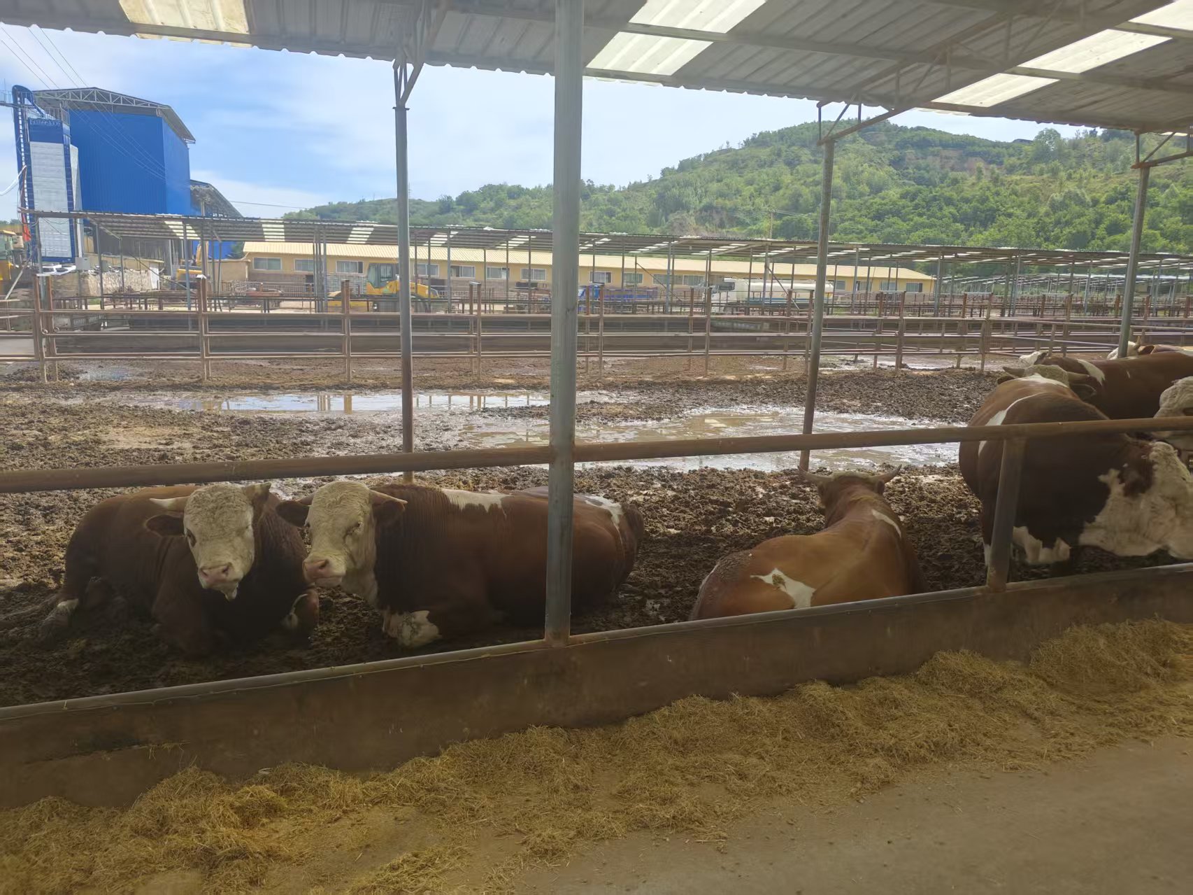 肉牛养殖场