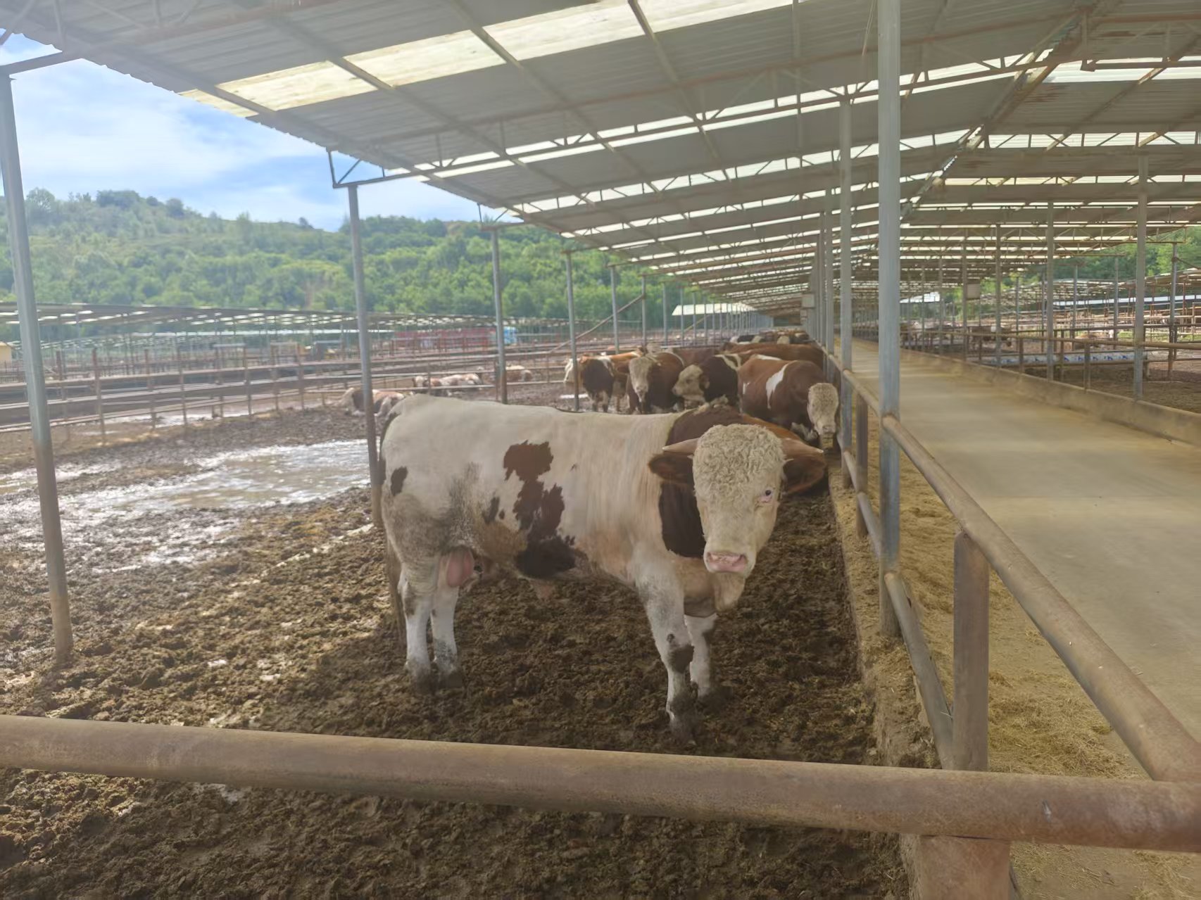 肉牛养殖场