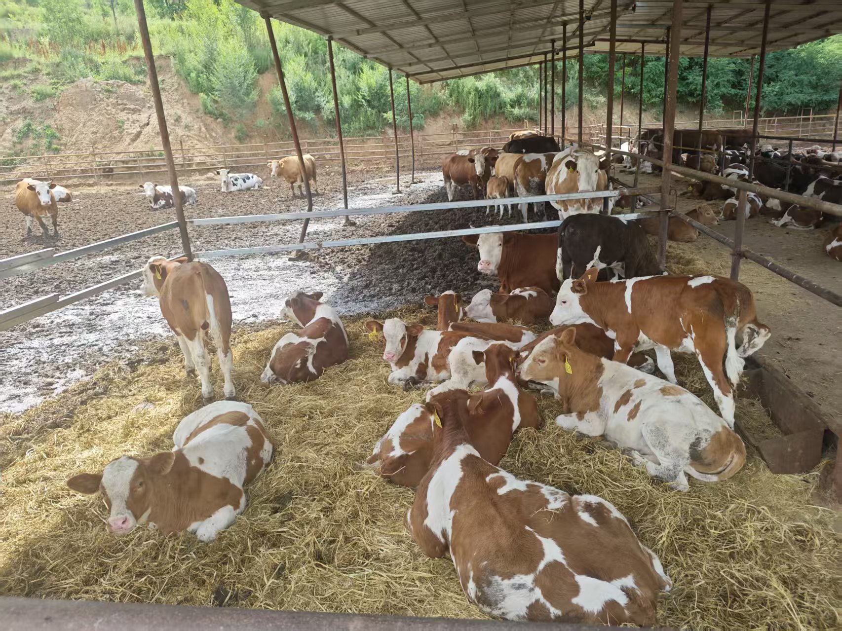 肉牛养殖场