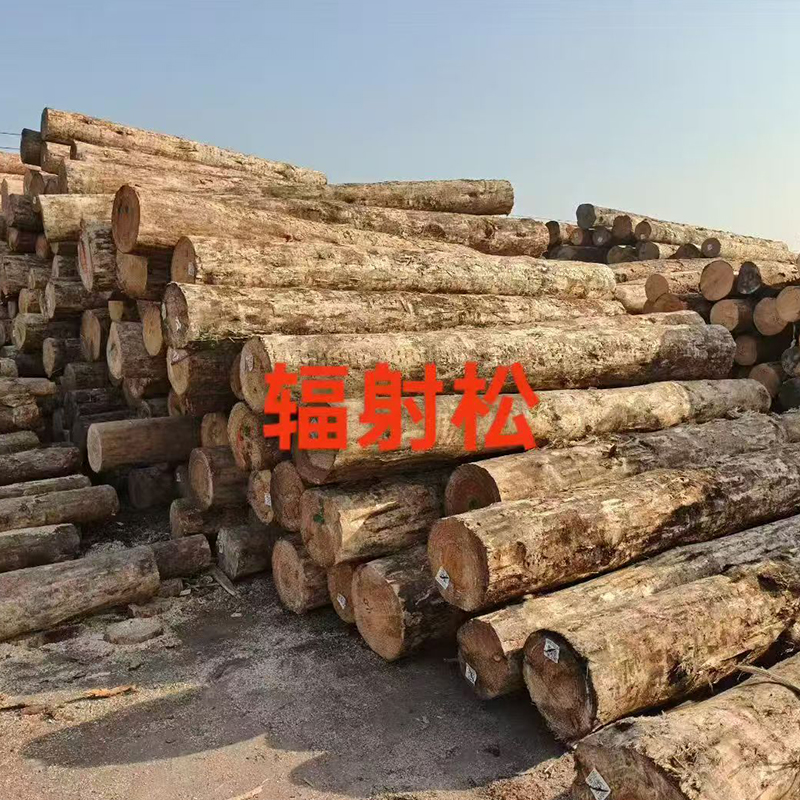 辐射松