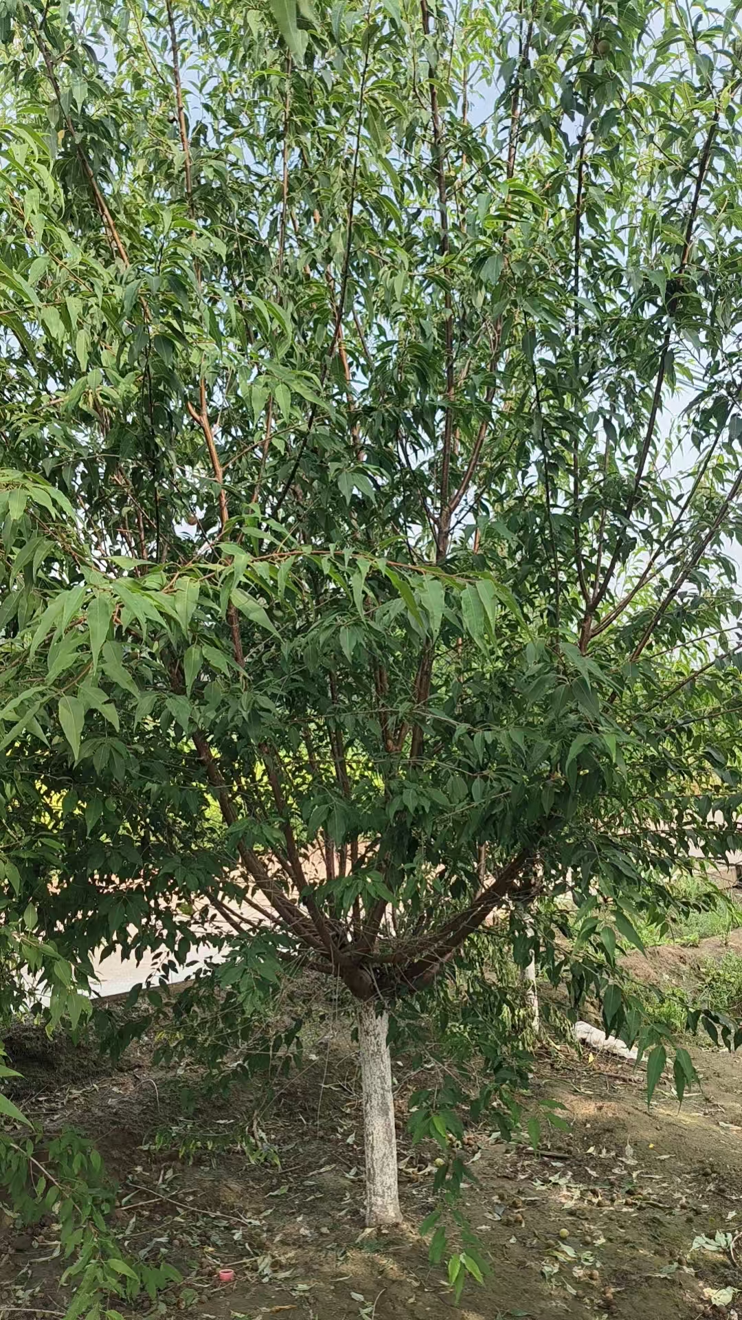 灌木产品