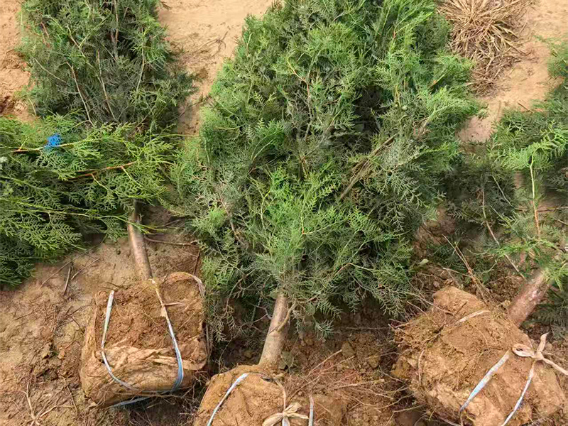  保定繁景园林绿化工程有限公司