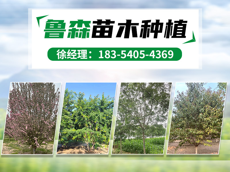 郓城鲁森苗木种植有限公司