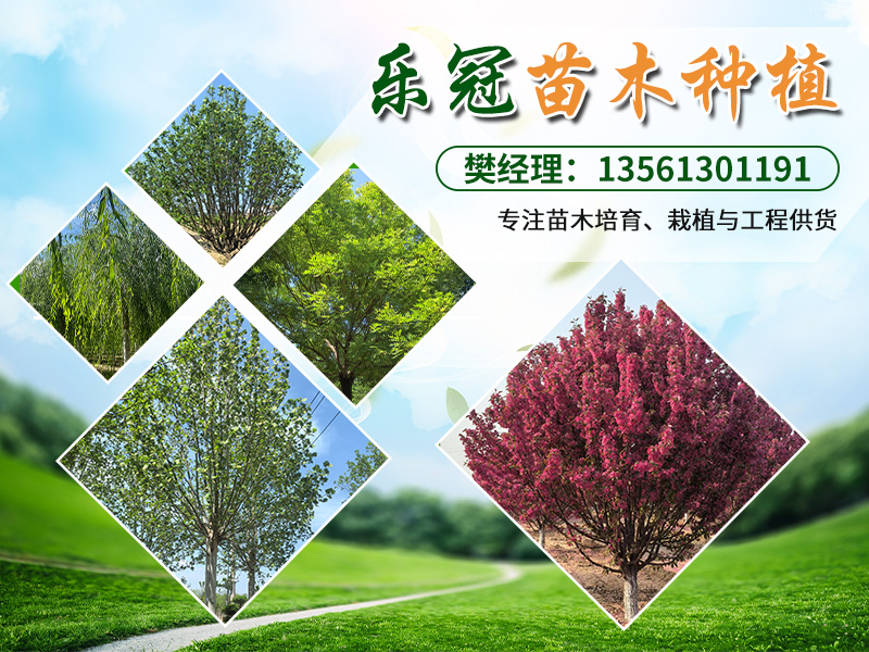 郓城乐冠苗木种植苗圃（个体工商户）