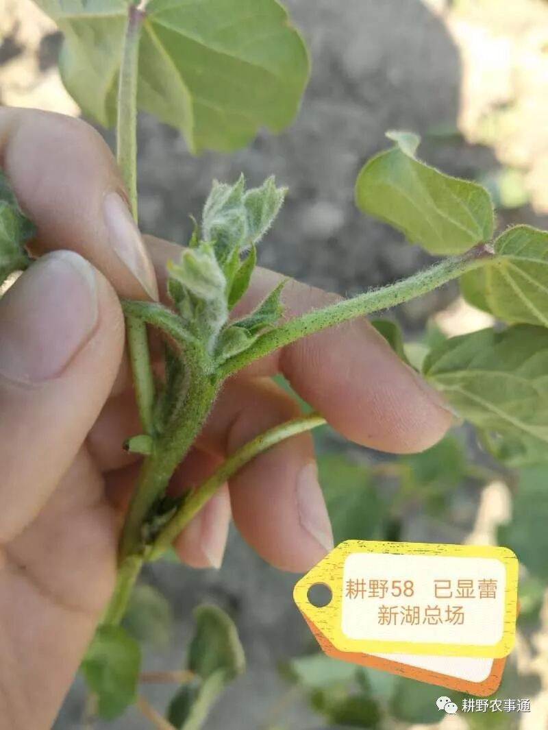 耕野向大家报告好消息