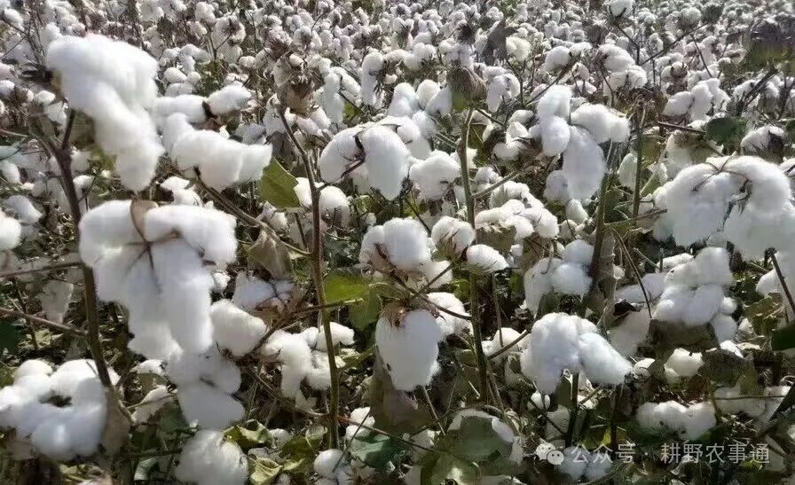 科学用好脱叶剂   棉花机械喷施技术指导建议