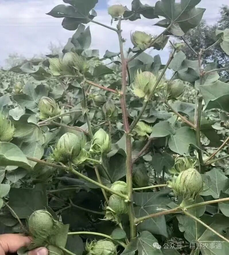 棉花后期最后一道滴灌水管理及施肥技术要点