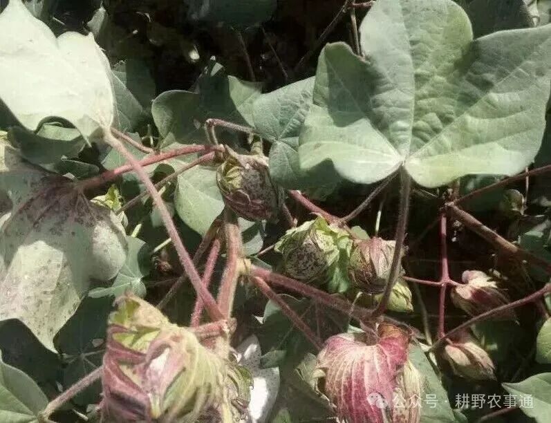 8月棉花吐絮前夕 最后一遍滴水与水肥管理技术