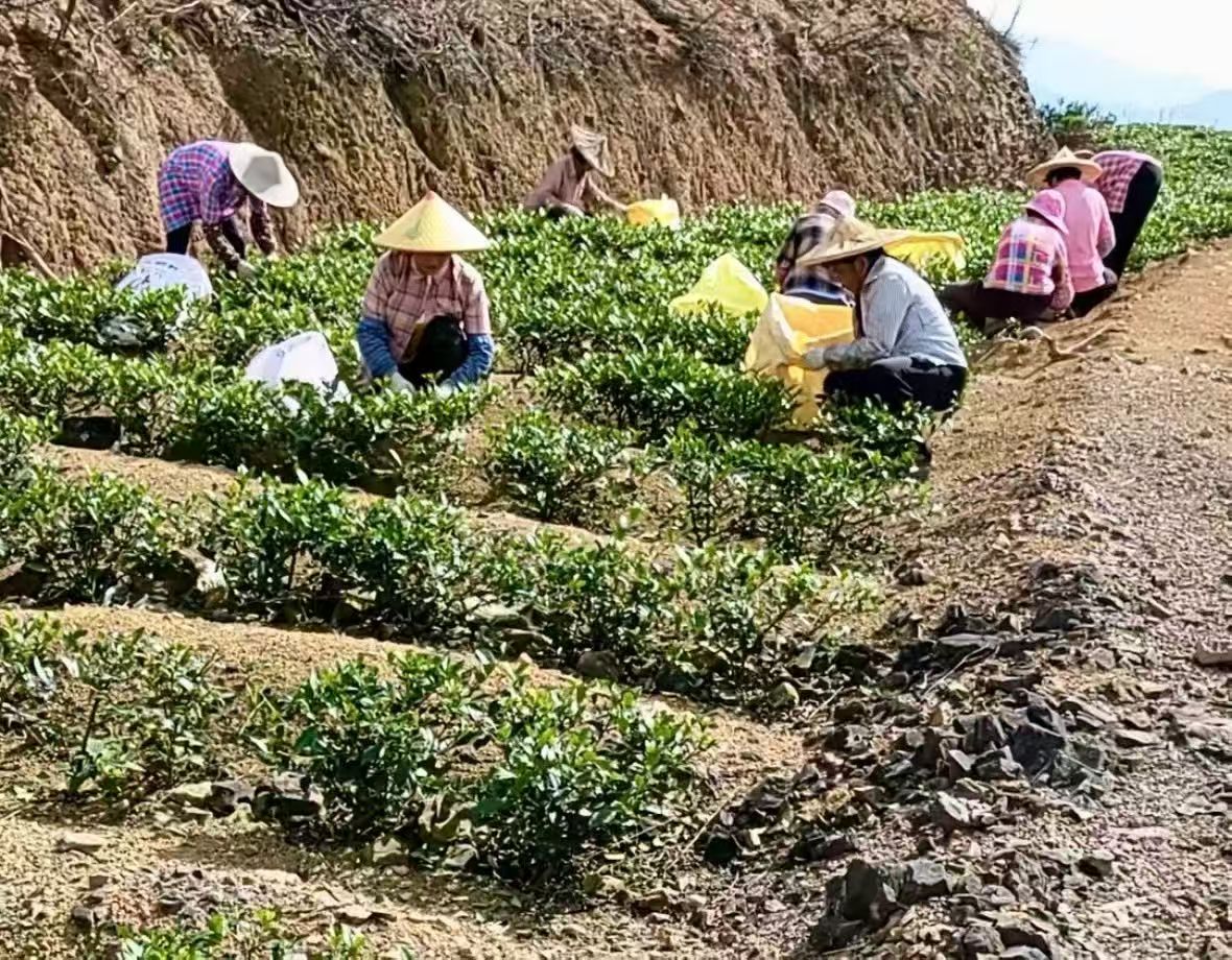 茶园实景3