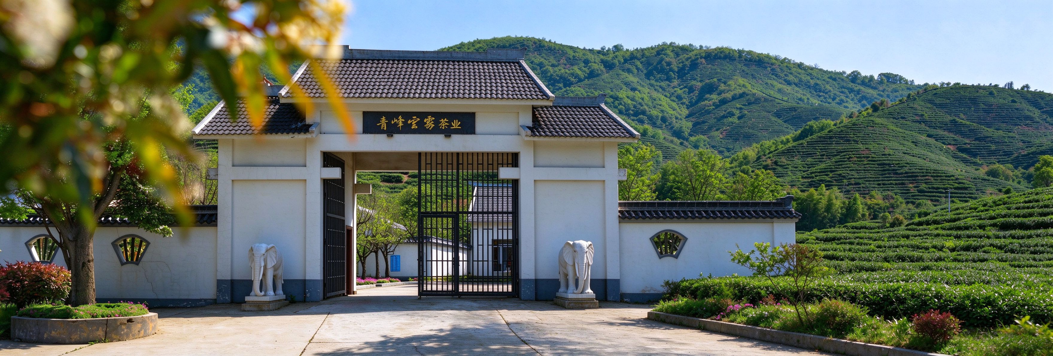 河南青峰云雾茶业官网banner