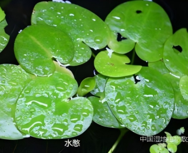 水憋