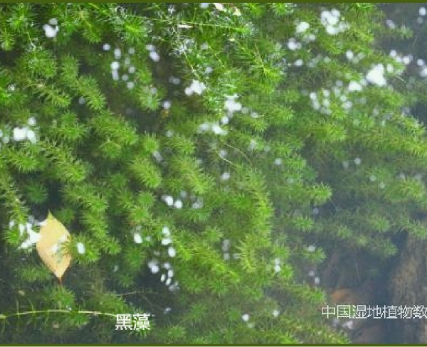 黑藻