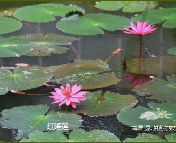 紅睡蓮