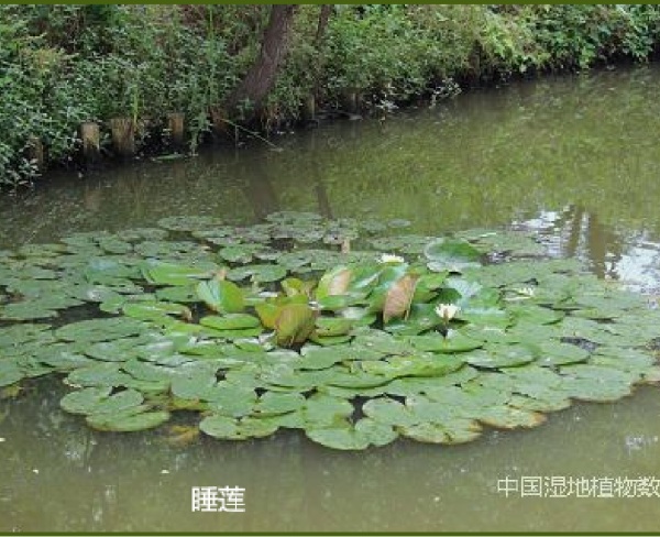 睡蓮