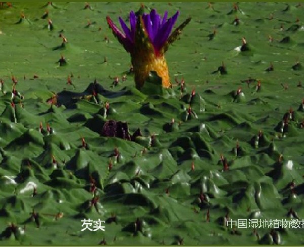 芡實