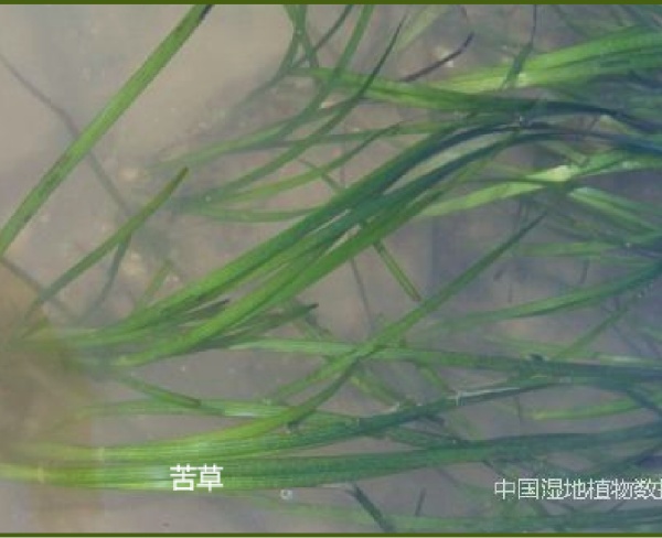 苦草