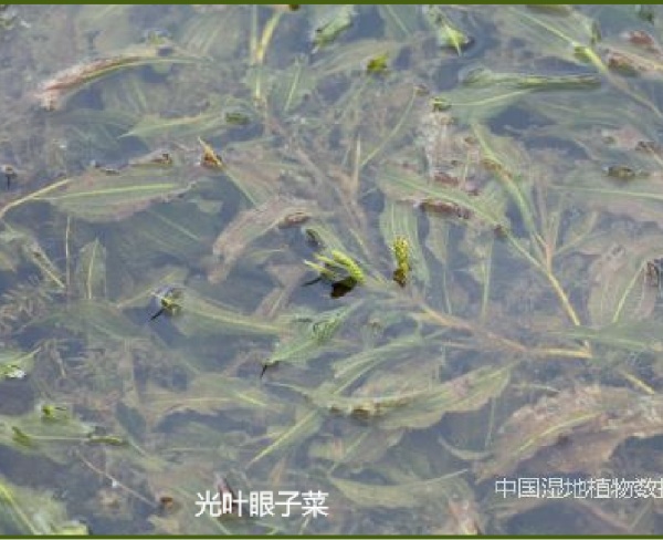 光葉眼子菜