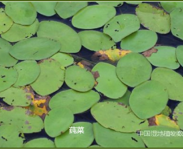 莼菜