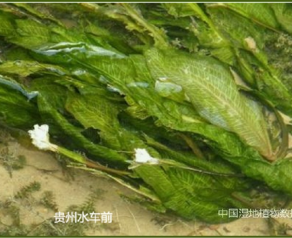 貴州水車前