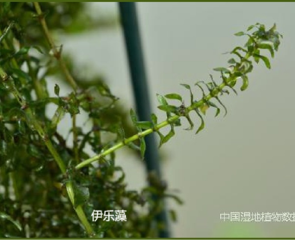 伊樂藻