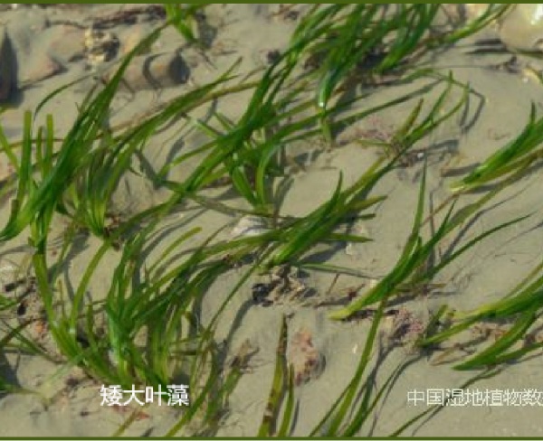 矮大葉藻