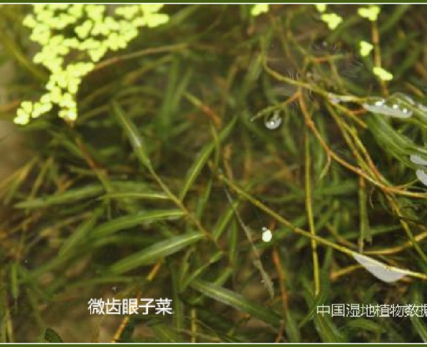 微齒眼子菜