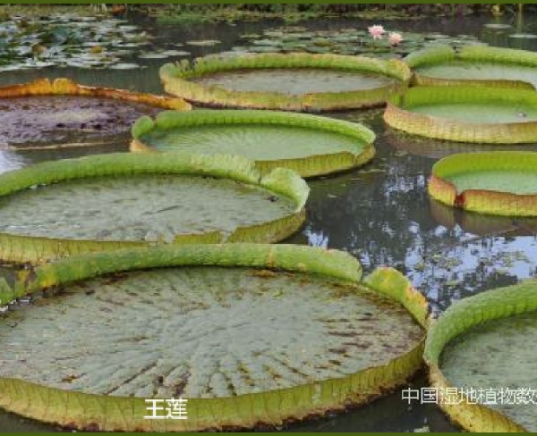 王蓮