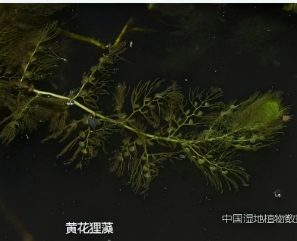 黃花貍藻