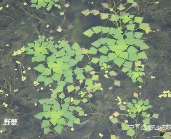 野菱