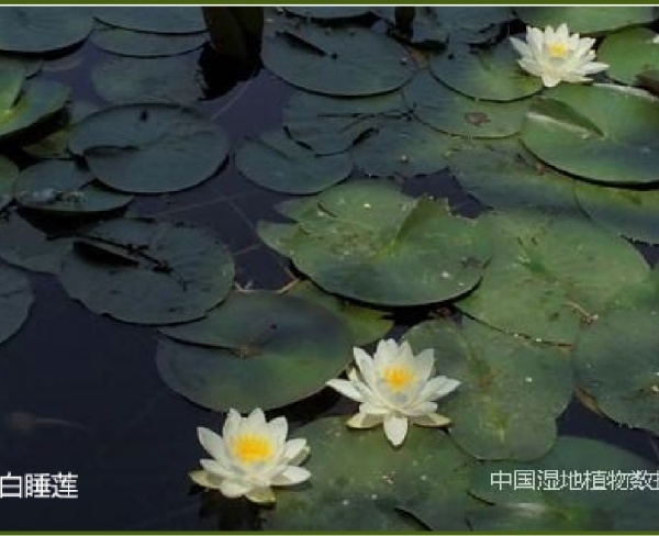 白睡蓮
