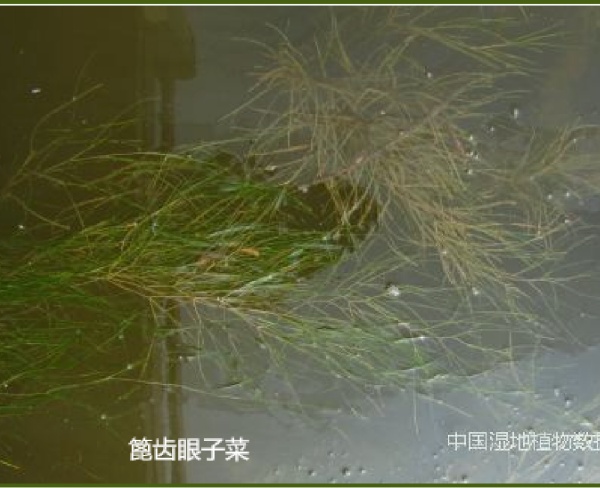 篦齒眼子菜